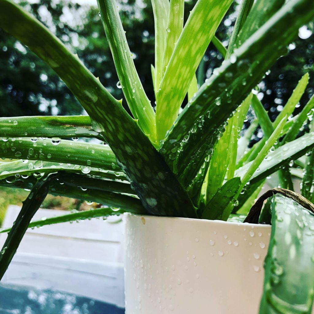 aloe vera plante